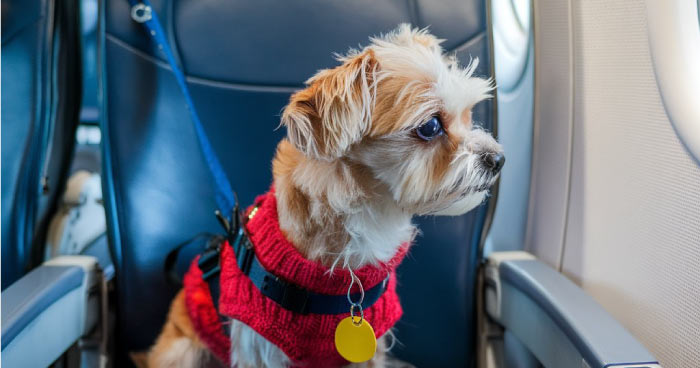 In-Cabin Pet Travel