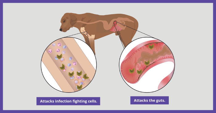 Canine Parvovirus (Parvo) 