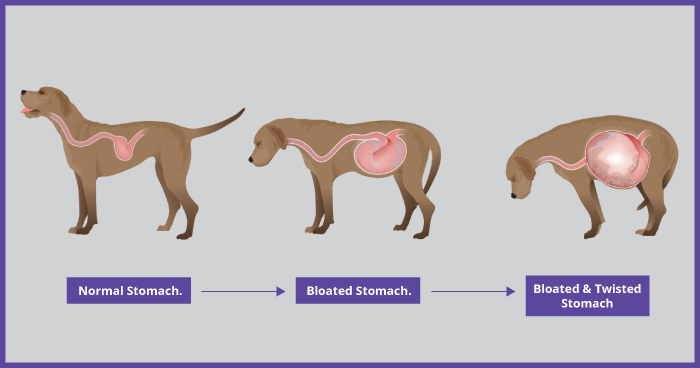 Gastric Dilatation-Volvulus (Bloat)