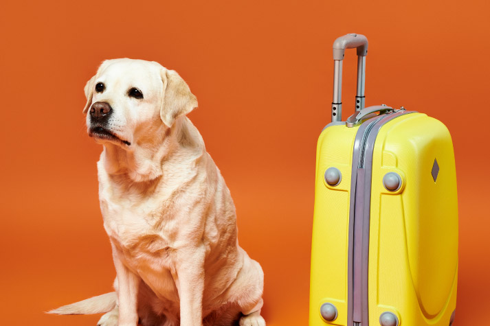 Expert Tips: Pet Relocation Blog