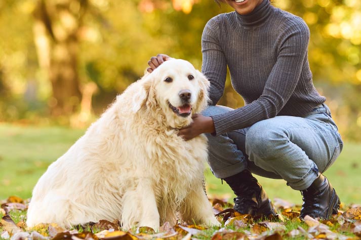 Expert Tips: Pet Relocation Blog